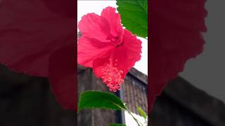 Flower status ytshortlove song 🎶 ❤️tranding viral video 🌺🌺🌺 [upl. by Edward]