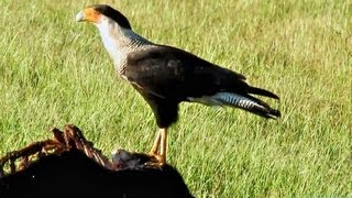 Crested Caracara Eating Wild Pig Roadkill in Florida [upl. by Dorrehs74]