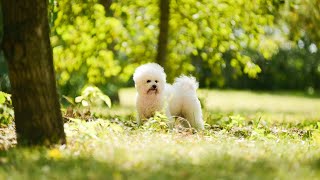 How to identify and treat Bichon Frise Allergies [upl. by Rosmarin]