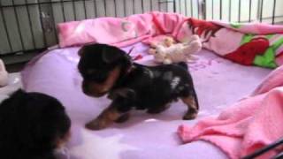 Yorkie puppies 4 weeks old [upl. by Erica]