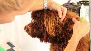 Royal Diamond Labradoodles Tips on Grooming the Earsmov [upl. by Miah]