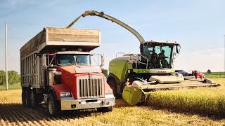 Direct Cutting Wheat [upl. by Hayes493]