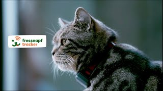 GPSTracker Katze  Fressnapf [upl. by Wachtel970]