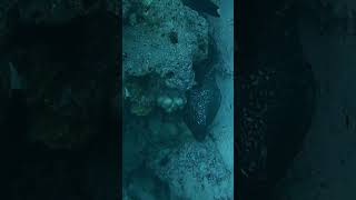 thediveclubtenerifeNew SON BIJOUFishing scubadivingdiverlife animalsgopromoray eel [upl. by Noval]