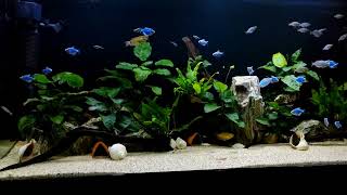 Tetra tank planted with anubias and java fern [upl. by Adnilahs]