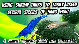 Breeding Nano Fish Species In Shrimp Tanks How I Breed Bettas Rasboras Shrimp amp Danios Together [upl. by Osbourn]