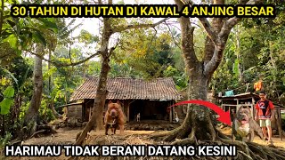 HIDUP BERSAMA 4 ANJING DI DALAM HUTAN SEORANG KAKE TINGGAL SENDIRI SELAMA 30 TAHUN [upl. by Hedwig]