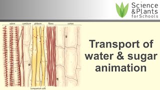 Transport in plant xylem amp phloem water amp sugar  animation 💧🍬 [upl. by Rizzi]