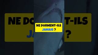 Pourquoi les Requins ne Dormentils Jamais  🦈MystèreAnimal curiositéscientifique MindCurio [upl. by Ekram]