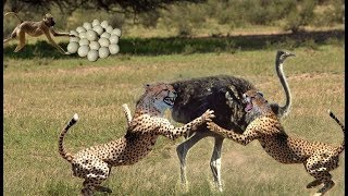 Cheetah vs Ostrich Fighting To Death  Ostrich Protects Their Eggs From Monkeys And Hyenas [upl. by Shaffert]