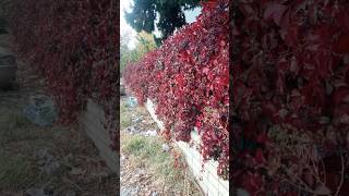 AMERİKAN SARMAŞIĞI  Parthenocissus quinquefolia [upl. by Ytissac]