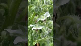 ハーブ ホワイト ボリジ が開花した。シロルリジサ 白瑠璃苣 20240508 Borago officinalis [upl. by Enalda]