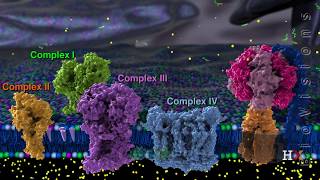 Electron transport chain [upl. by Gnel]