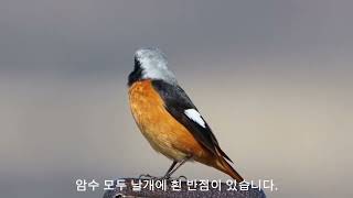 quot딱새quot Daurian Redstart 참새목솔딱새과 L14155cm [upl. by Tippets]