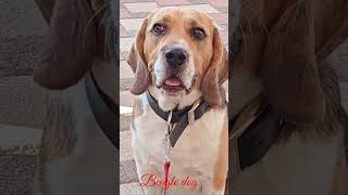 Beagle dog 🐕 barking sound 5kviralshorts [upl. by Meir]