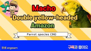 Double yellowhead Amazon [upl. by Au]