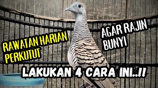 4 Cara merawat burung perkutut agar rajin bunyi dengan suara yang merdu birds [upl. by Callahan]