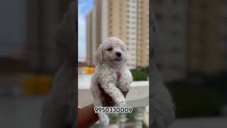 Miniature Poodle Puppies Sale Mumbai Maharashtra India l dog trending trendingshorts shortfeed [upl. by Steve784]