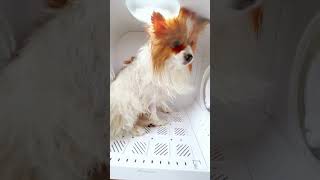 Playful Summer and Peaceful Drying 🧡🐶shorts dogvideos doglovers dryboplus furries petgrooming [upl. by Colinson]