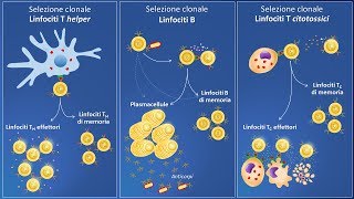 Selezione clonale e risposta immunitaria specifica [upl. by Culbertson]