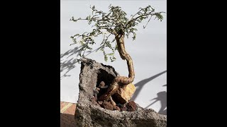 How to Make Your Bonsai Look Good Operculicarya decaryi  Episode 29 [upl. by Pellikka705]