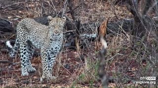 Limping Leopard is walking but is thin Rosies Pan Nov 12 2024 120 PM SAST exploreorg [upl. by Hamish]