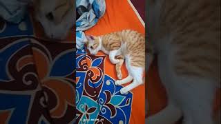 bangladesh cat bengalworld funnyanimal catlover beautifulbengal cute funnycat support [upl. by Ahsiak]