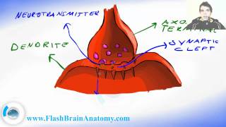 Synapse Axon and Dendrites  Nerve Signal Transport [upl. by Edivad868]