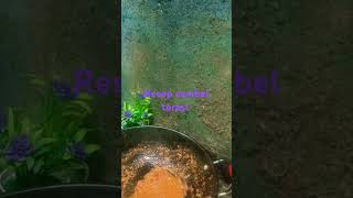 Resep sambel terasi adayinmylife cooking sambelterasi masakanrumahan food fyp shorts [upl. by Aramen]