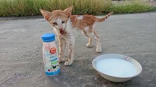 Sick Kitten Meowing Looking For Someone To Rescue Him Dying Kitten Cries For Help To Save His Life [upl. by Reteid]