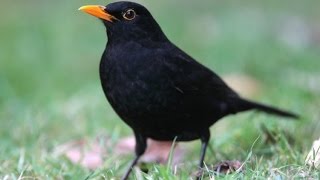 Chant du Merle Noir au Printemps  Turdus merula  Common Blackbird [upl. by Anahsahs]