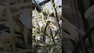 Brassavola Perrini orquideascollection orchid viralvideo flores coleção [upl. by Earaj]