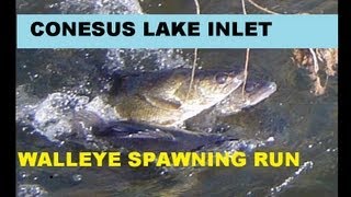 CONESUS LAKE WALLEYE SPAWNING RUN [upl. by Marigolde953]