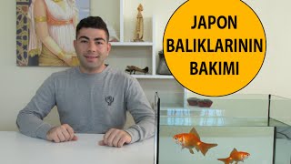 Japon Balıklarının Bakımı [upl. by Eeruhs]