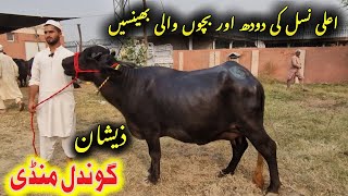 First time and second time and milking buffaloes  Zeeshan Gondal Mandi Attock  Eishan Official [upl. by Osbourne]