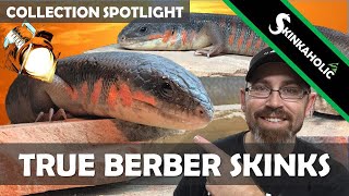 Algerian Berber Skinks Collection Spotlight [upl. by Marilin]