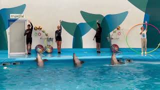 ดูโชว์ปลาโลมา ที่ Dolphinarium Pattaya [upl. by Atiuqer]