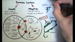 Immunology Overview [upl. by Manuel]