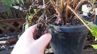 cyathea cooperi update [upl. by Rind]