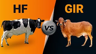 Hf vs Gir Cow [upl. by Mccahill]