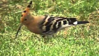 The Hoopoe or Puput  wild birds of Mallorcamp4 [upl. by Cavit]