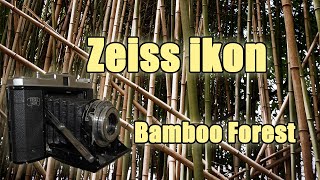 Film Photography  Zeiss Ikon in Bamboo Forest [upl. by Aicnom]