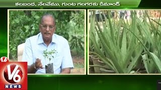 Sagubadi  Special Focus on Ayurvedic Medicinal Plants Cultivation l V6 News [upl. by Philipp]