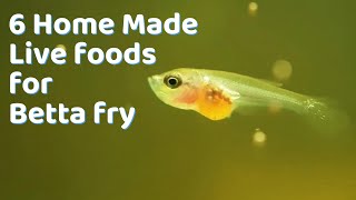 How To Make Live Food For Betta Fish Fry At Home [upl. by Ojeitak]