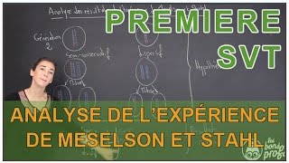 Analyse des résultats de lexpérience de Meselson amp Stahl  SVT  1ère  Les Bons Profs [upl. by Hollis]