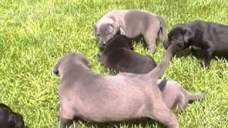 Cane Corso Welpen von den Pretorianern [upl. by Karsten285]