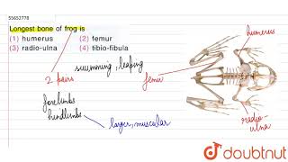 Longest bone of frog is [upl. by Joe630]