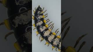 Under the Microscope Saussures Millipede  Asian Millipede CloseUp shorts viralvideo trending [upl. by Cannon]