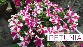 Petunia Flower  Petunia Plant Care  How to Grow Petunias Easily From Seed [upl. by Adnoloy719]