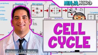 Cell Biology  Cell Cycle Interphase amp Mitosis [upl. by Mcneely]